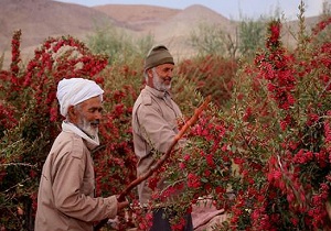 ۱۷۰ میلیارد تومان تسهیلات یارانه دار سهم کشاورزان خراسان جنوبی