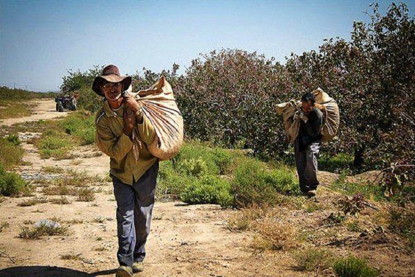 تولید ۲۰ درصد از پسته تولیدی کشور در رفسنجان