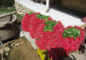 کشت ۱۵۰هکتاری سبزی ارگانیک در آمل