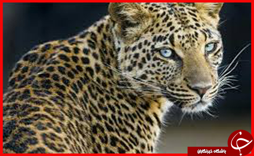 نگین فیروزه&zwnj;ای شمال غرب ایران روی ریل احیا/