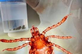 کاهش مبتلایان به تب کنگو در خراسان رضوی