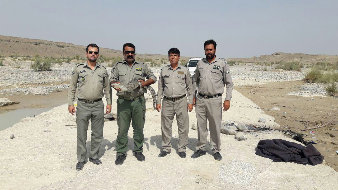 زنده گیری و انتقال یک سر تمساح در سرباز