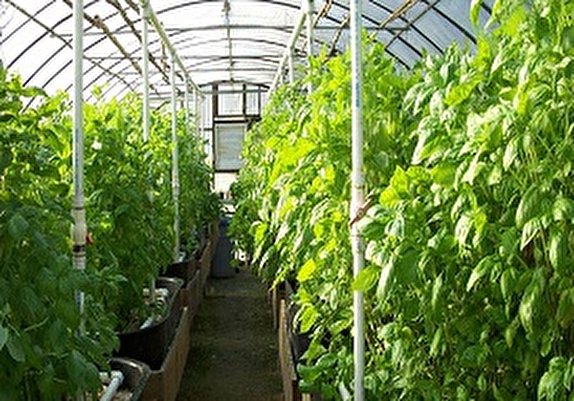 ایجاد ۲۱۰ گلخانه جدید تا سه سال آینده در استان همدان
