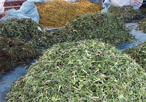 کشف سه کامیون دارو‌ی گیاهی تاریخ مصرف گذشته از یک ویلا در دماوند