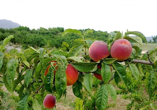 پایش ۱۳ هزار هکتار باغ در کهگیلویه و بویراحمد برای شناسایی آفت ها