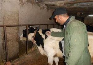 واکسیناسیون بیش از ۲ هزار رأس دام در شهرستان بشرویه