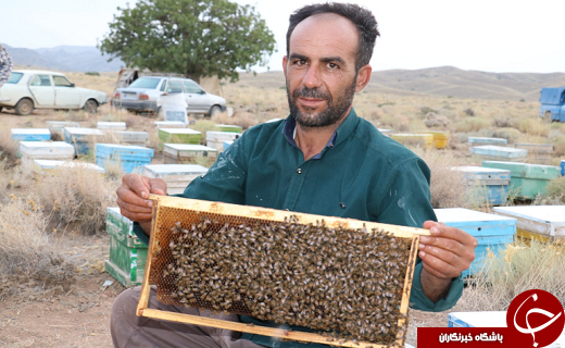 افزایش ٢٠ درصدی برداشت عسل در شهرستان خاتم +تصویر