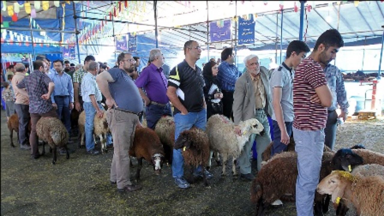نظارت ویژه بر عرضه بیش از ۳۰ هزار دام در عید قربان / گزارشی از تب کریمه کنگو در تهران نداشتیم