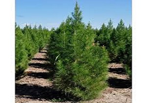 بررسی وضعیت رسیدگی به کاجستان شهر بیستون