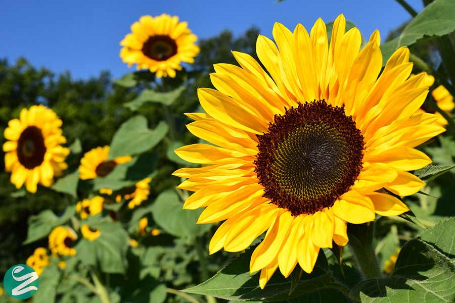 گوشه‌ای از طبیعت زیبای مزرعه آفتاب‌گردان در نهاوند + فیلم
