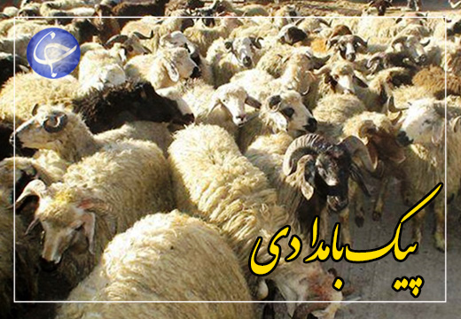 پدیده چاق شدن دام ها + صوت