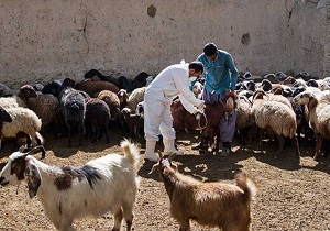 شناسایی چندین مورد دام مبتلا به سیاه زخم در چهارمحال و بختیاری