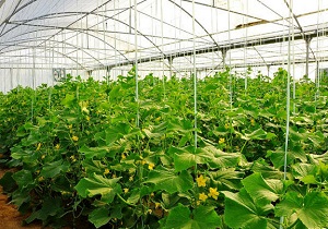 عزم جهاد کشاورزی برای رونق بخشی به تولیدات گلخانه‌ای