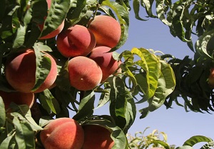 آغاز برداشت هلو از باغات سامان