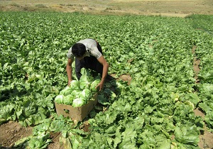 برداشت کاهو در بن آغاز شد