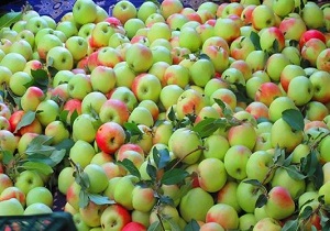 برگزاری جشنواره سیب گلاب در آوج