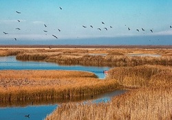 آغاز زندگی مشترک سلاطین جنگل در ایران + فیلم