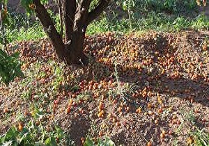 خسارتهای باد شدید در خراسان جنوبی