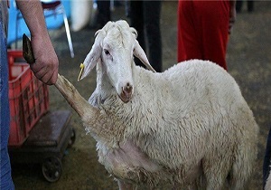 دام‌های قربانی استان سمنان به ۲ برابر رسید