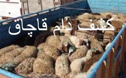 کشف ۶۴ راس گوسفند قاچاق در شهرستان طارم