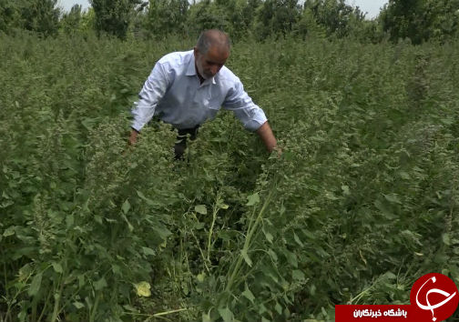 کشت خاویار گیاهی برای اولین بار در گلستان