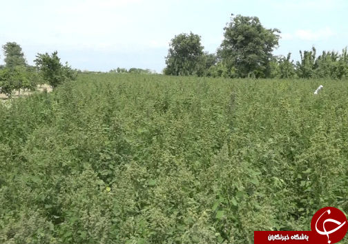 کشت خاویار گیاهی برای اولین بار در گلستان