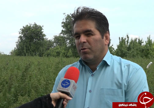 کشت خاویار گیاهی برای اولین بار در گلستان