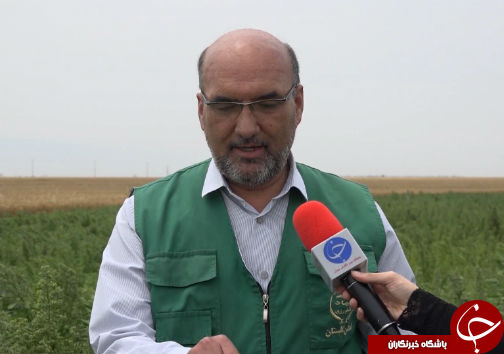 کشت خاویار گیاهی برای اولین بار در گلستان