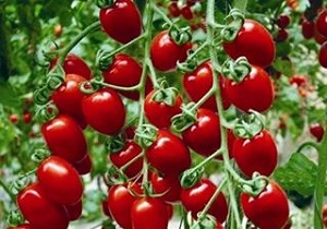 کاهش ۲۰ درصدی خسارات آفات به محصولات گوجه فرنگی و ذرت در نهاوند