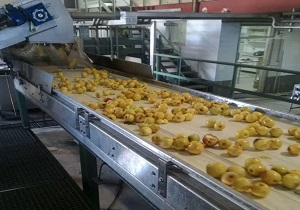 سیب‌های تگرگ زده شاهرود در راه تبدیل شدن به کنسانتره
