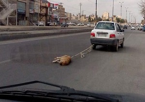 هشدار پلیس به رانندگان حیوان آزار/ ابطال گواهینامه در انتظار متخلفان