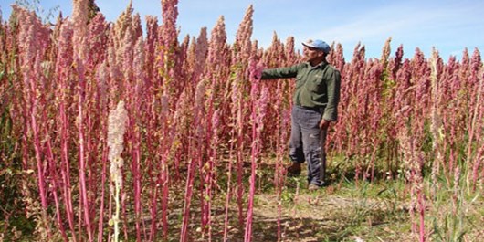 خاویار گیاهی یکی از ناجیان بی آبی در کرمان خاویار گیاهی یکی از ناجیان بی آبی در کرمان