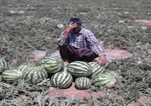 دشواری تردد از جاده باریک روستای تاج&zwnj;خاتون/ وقتی زباله در &laquo;طاسکوه&raquo; تغذیه دام می&zwnj;شود + فیلم و تصاویر