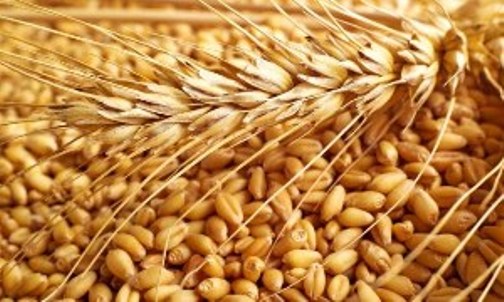 کاهش سطح زیرکشت با نرخ پایین خرید تضمینی گندم