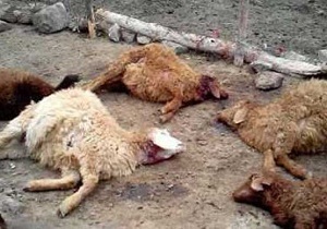 گرگ در روستایی ۶ گوسفند را درید