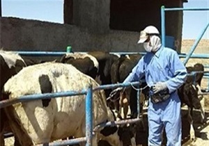 پایان فاز نخست طرح واکسیناسیون تب برفکی دام سنگین در نهبندان