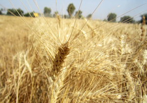 خرید بیش از ۲۰ هزار تن گندم از کشاورزان هرمزگانی