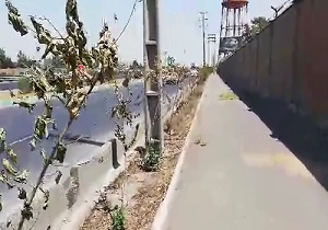 خشک شدن درختان اتوبان فتح در اثر بی‌توجهی + فیلم