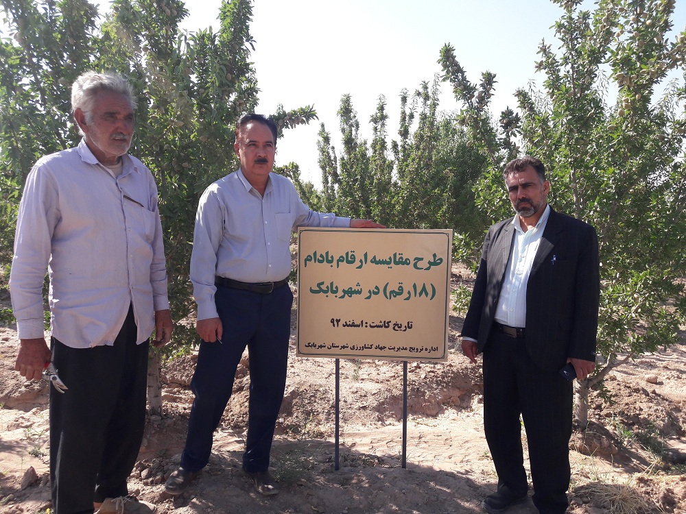 طرح مقایسه ۱۸ رقم بادام در شهربابک اجرا شد
