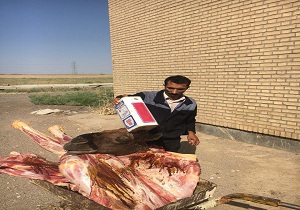 یک لاشه شتر در فردوس معدوم شد