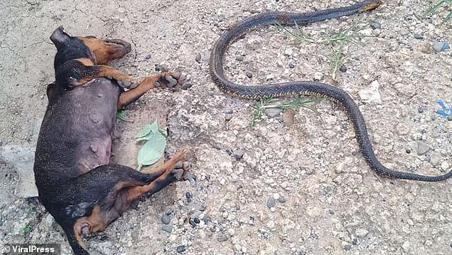 مبارزه مرگبار سگ های فداکار با مار کبری! + فیلم///