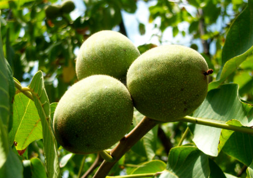 معرفی ارقام جدید گردو در گلستان