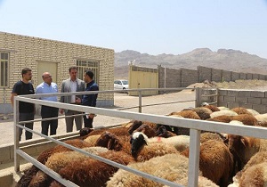 میدان عرضه دام زنده در کاشان راه اندازی شد