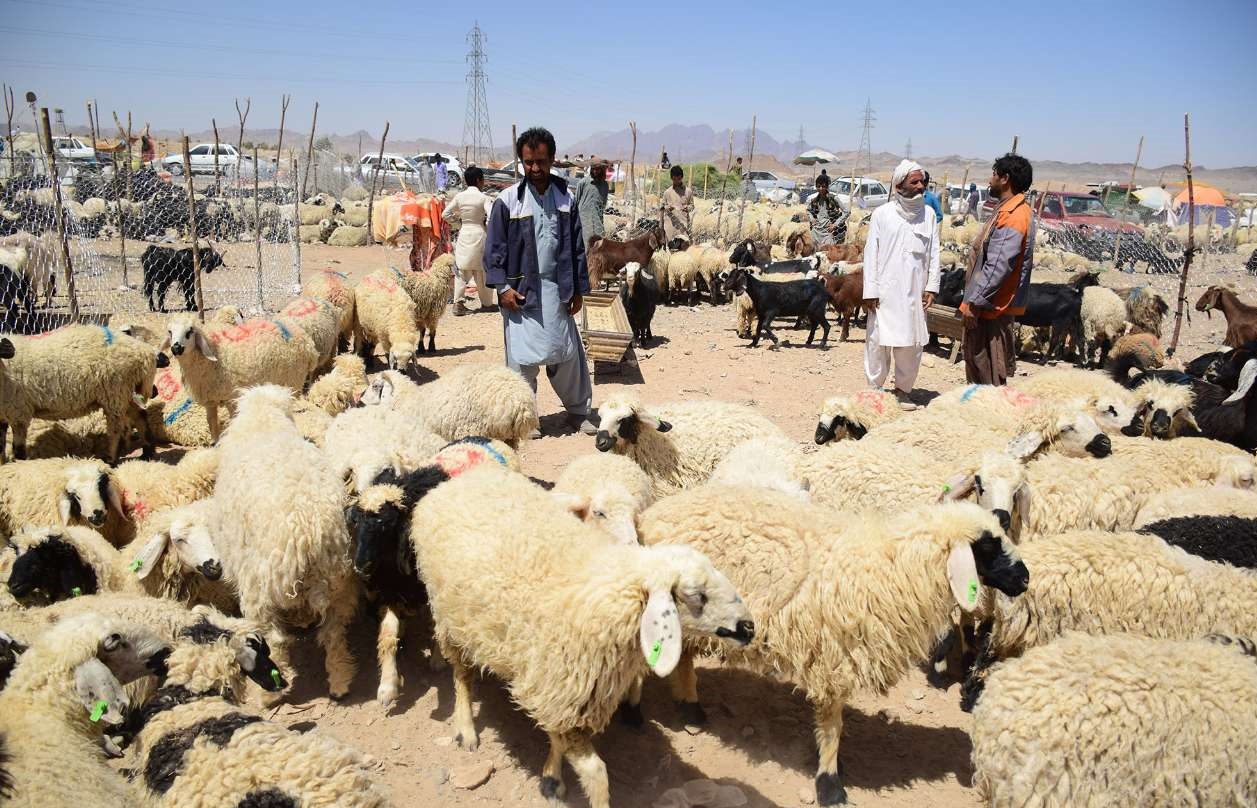 ۱۶تیم بهداشتی در سیستان و بلوچستان بر نذورات عید قربان نظارت می&zwnj;کنند