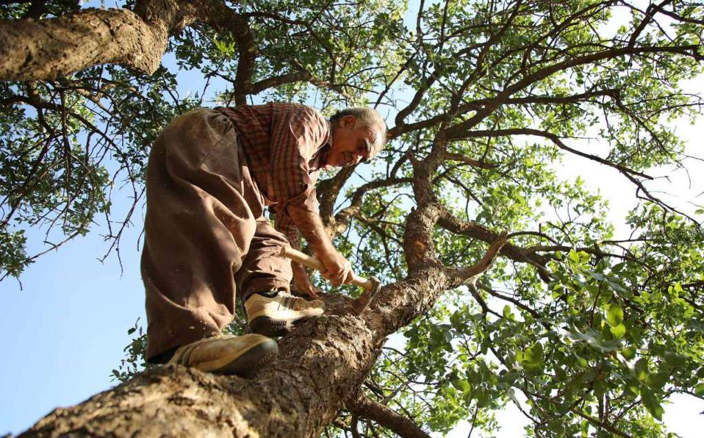 شیره سقز بهانه ای برای گرفتن نفس درختان زاگرس/ مرگ درختان بلوط سکانس آخر