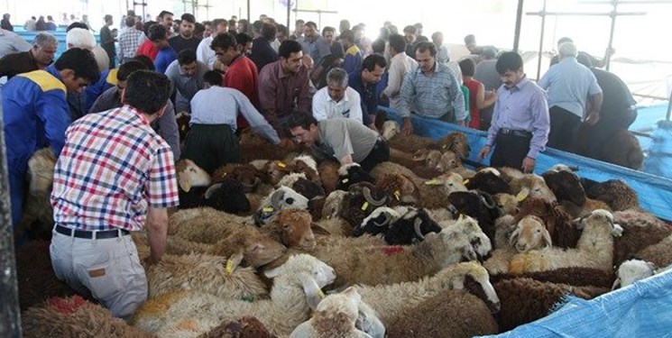 بی‌رمقی بازار دام زنده در عید قربان/ ذبح ۴۰۰ هزار راس دام در مکان های غیر مجاز عاملی برای طغیانی شدن تب کریمه کنگو
