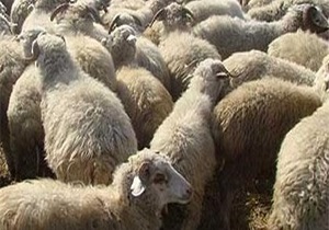 عرضه دام زنده عشایر قزوین در عید قربان