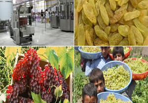 صدور مجوز برای طرح‌های الویت دار صنایع تبدیلی در فارس