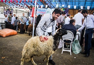 نظارت ۳۲ اکیپ بهداشتی بر ذبح دام در استان سمنان