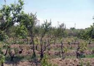 خسارت بیش از ۲ هزار و ۵۰۰ هکتار از محصولات زراعی و باغی نهبندان